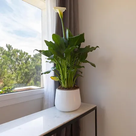 Lujoso Con Piscina En Paseo Maritimo Διαμέρισμα Μαρμπέλλα